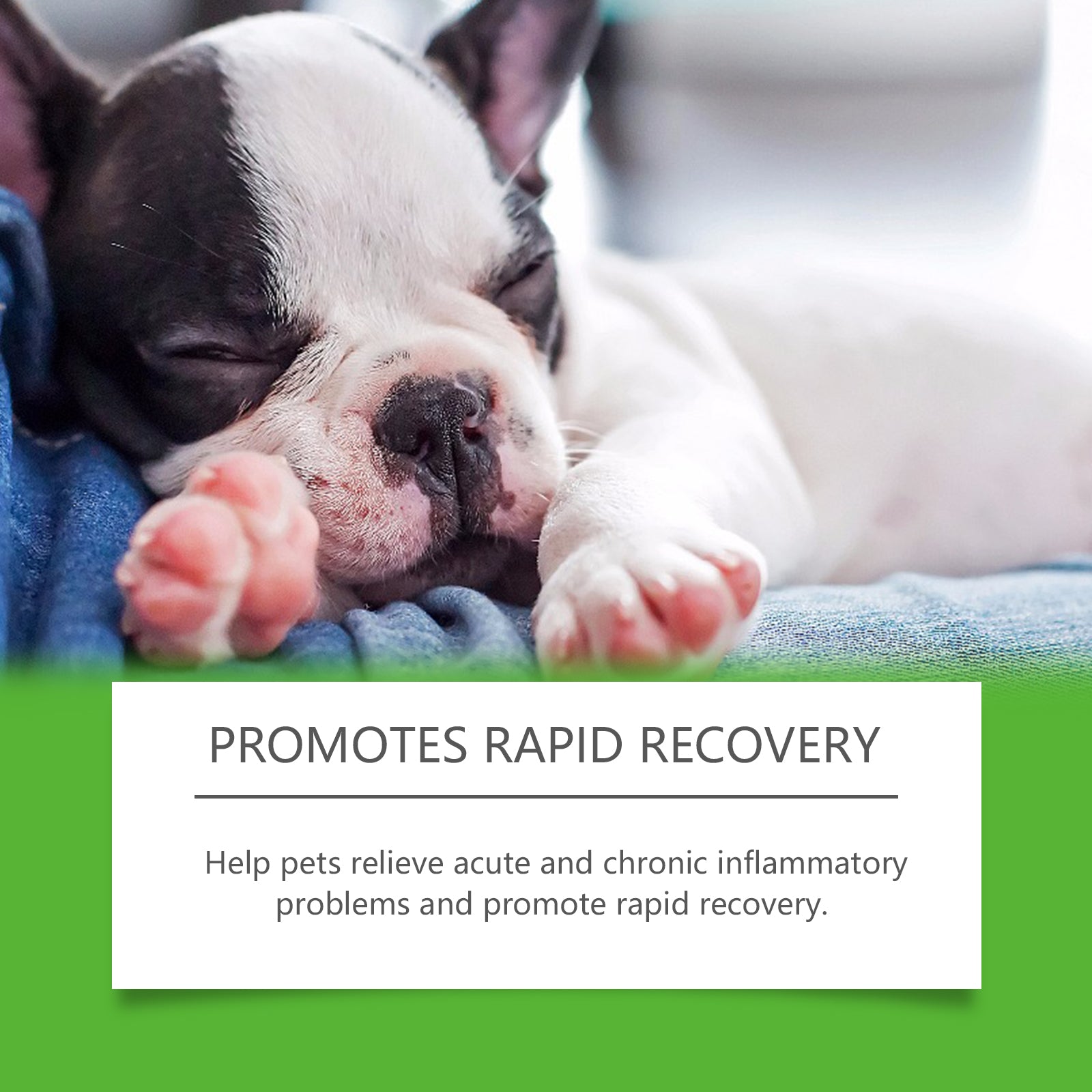 Pet Dog Dietary Supplement