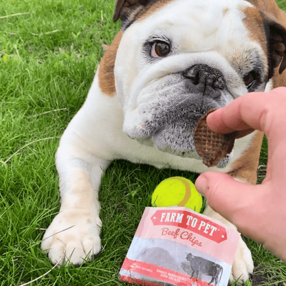 Beef Chips Snack Pack Bundles | Dog Treats for Training &amp; Travel