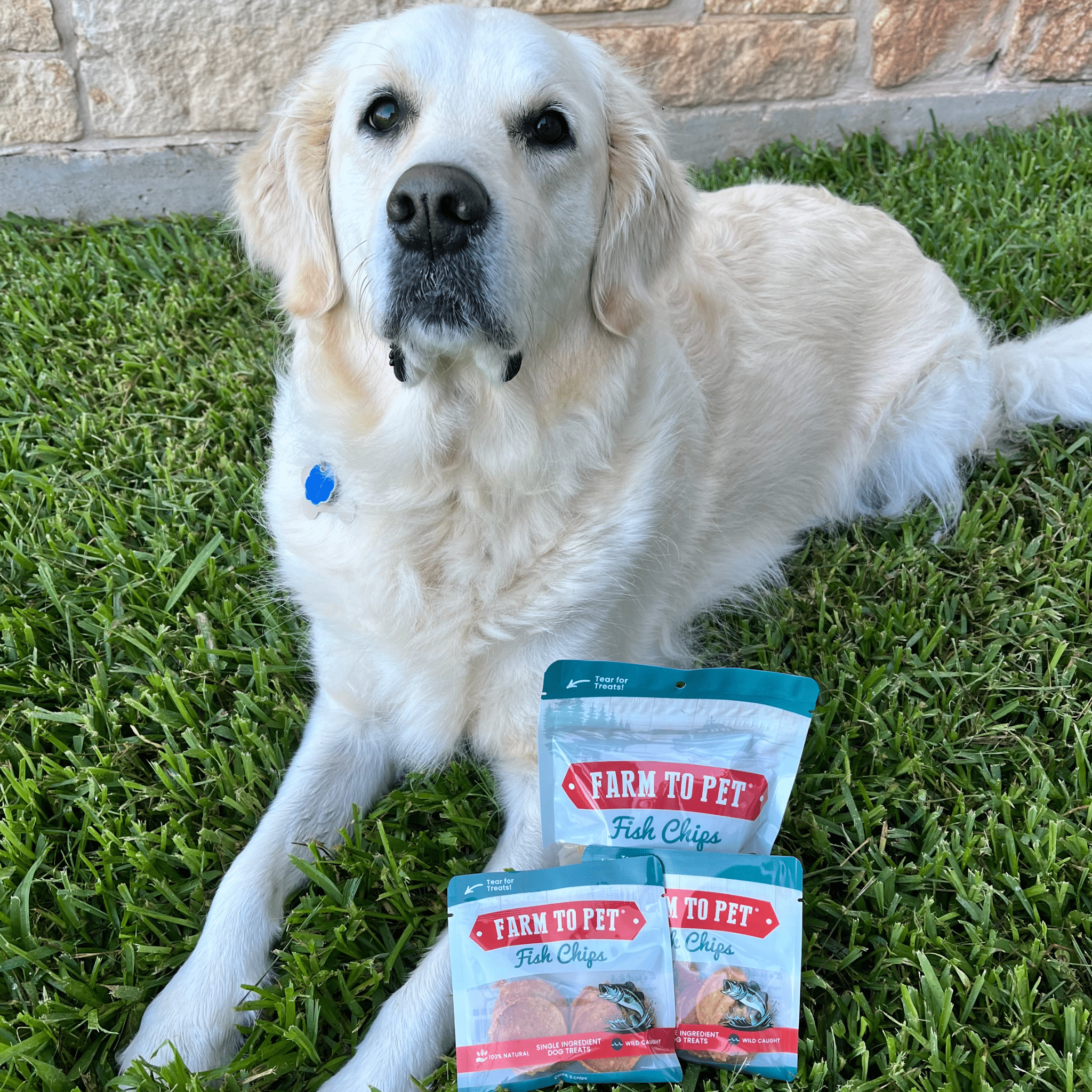 Fish Chips Snack Pack Bundles | Dog Treats for Training &amp; Travel
