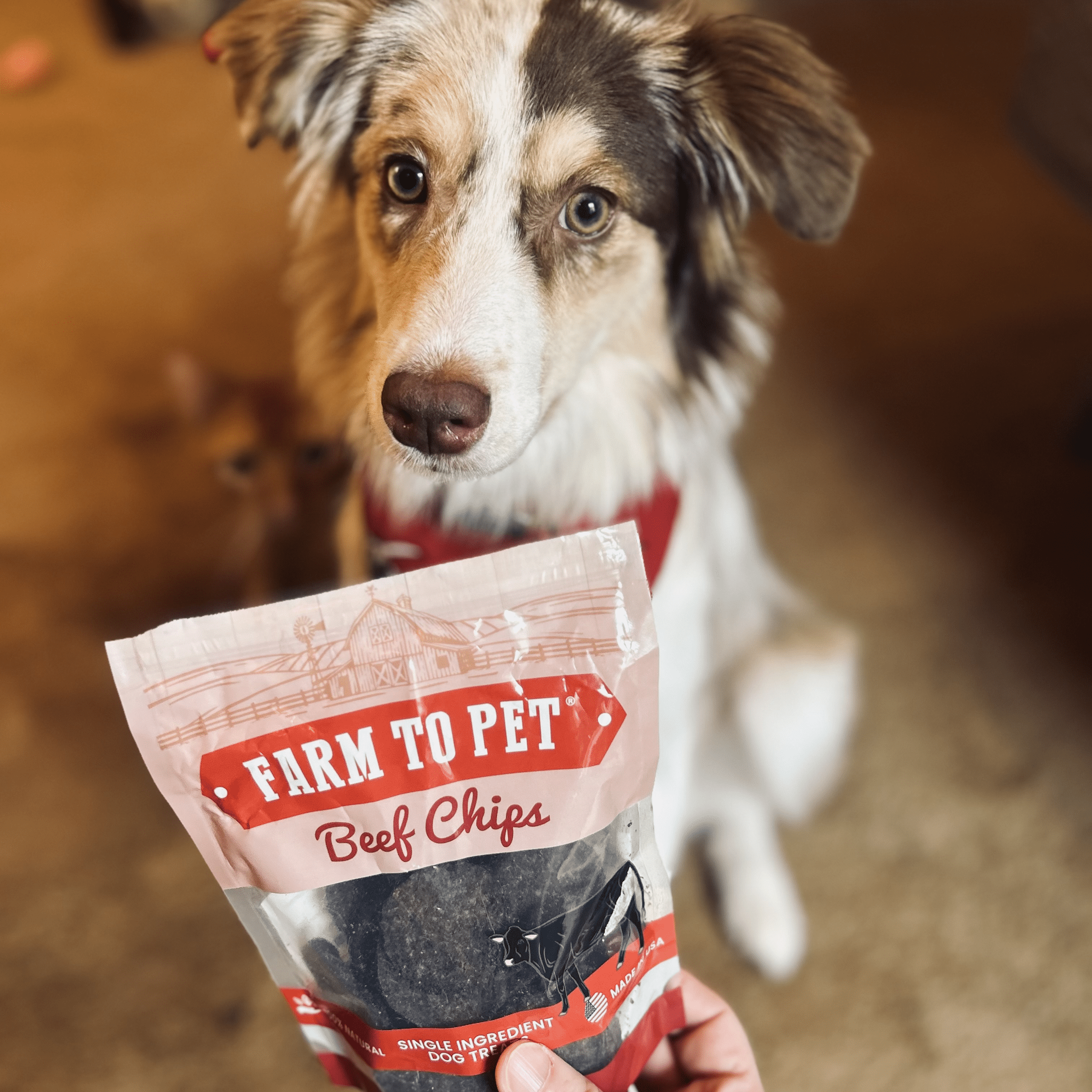 Puppy Packs &