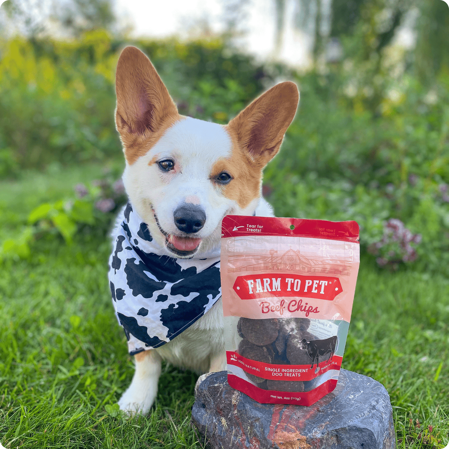 Beef Chips Dog Treats