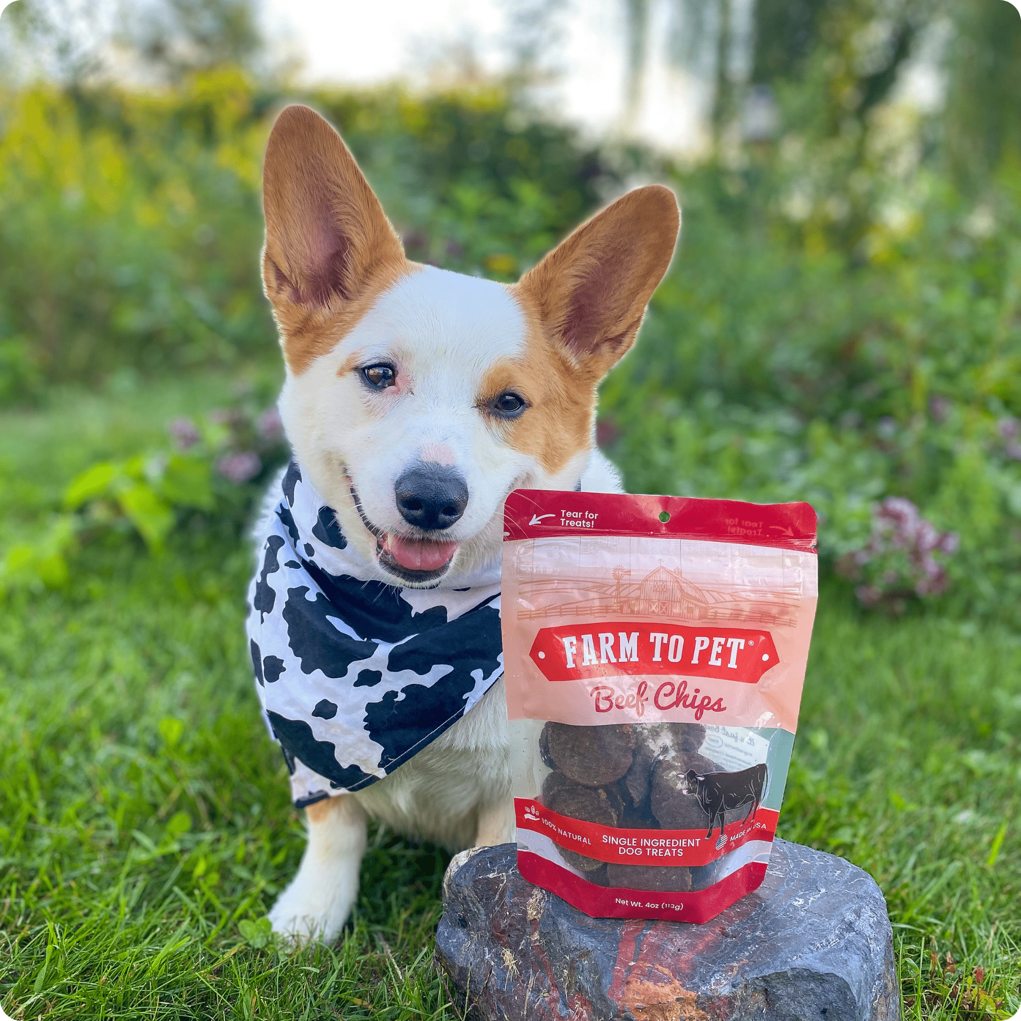 Beef Chips Dog Treats